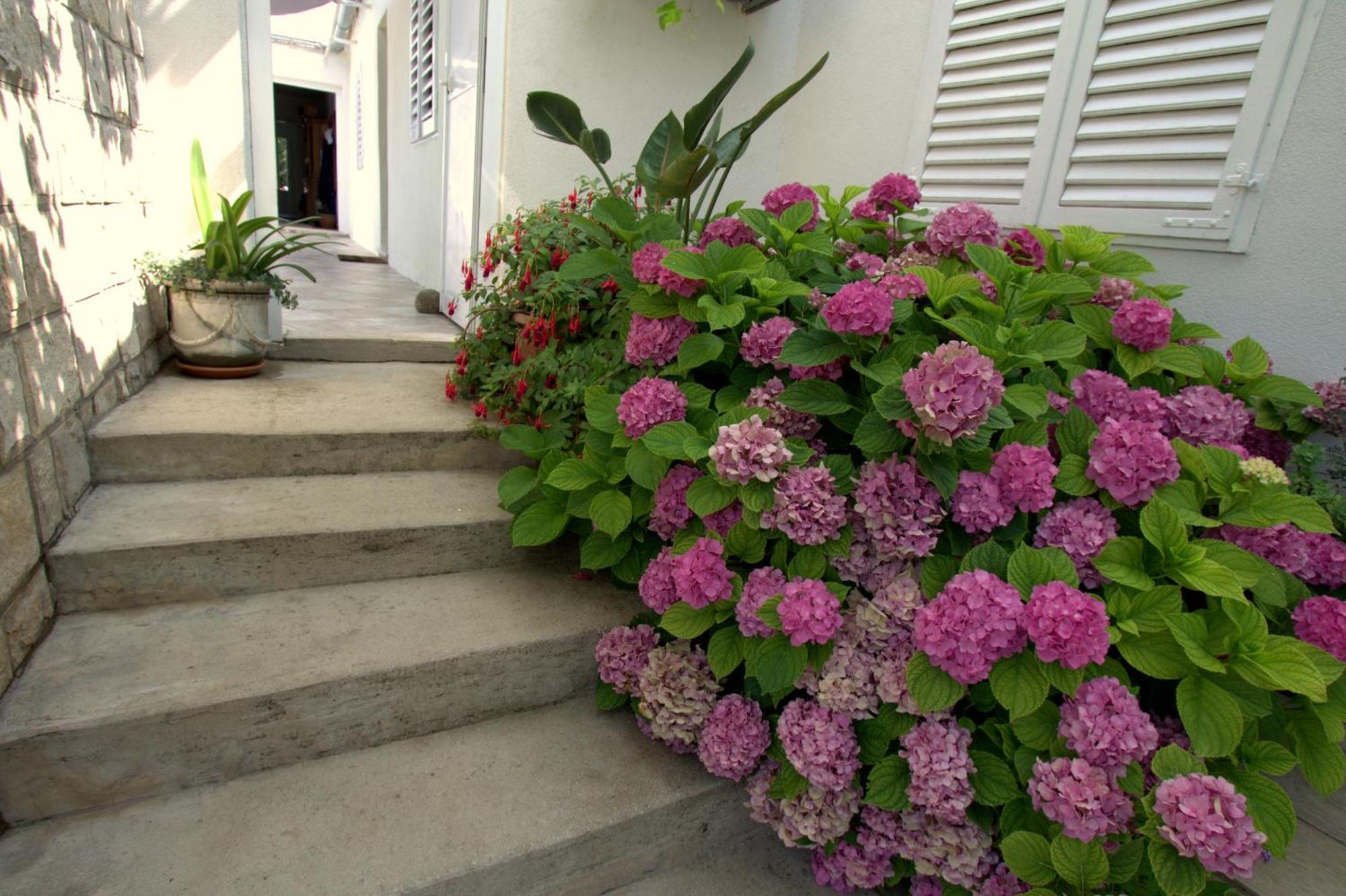 Apartments Cervelin Lopud الغرفة الصورة